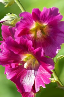 Common hollyhock, hollyhock, hollyhock, garden hollyhock, farmer's rose (Alcea rosea), flowers
