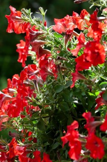 Hanging petunia, garden petunia (Petunia atkinsiana)