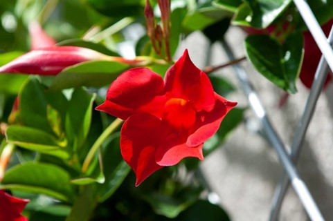Dipladenia flower (Mandevilla sanderi)