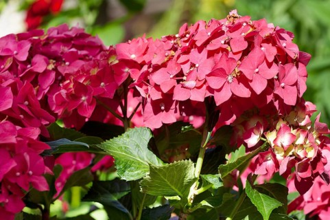 Garden hydrangea (Hydrangea macrophylla)