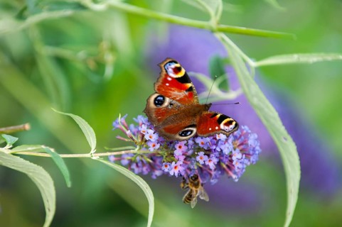 Peacock (Aglais io) and honey bee (Apis) sitting on butterfly lilacs (Buddleja davidii)