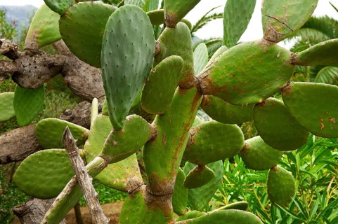 Common prickly pear cactus (Opuntia ficus-indica)