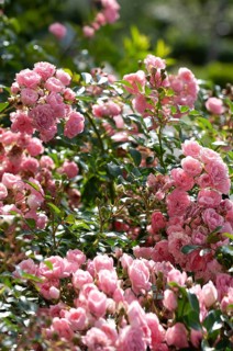 Vinegar rose, gallica rose (Rosa gallica)