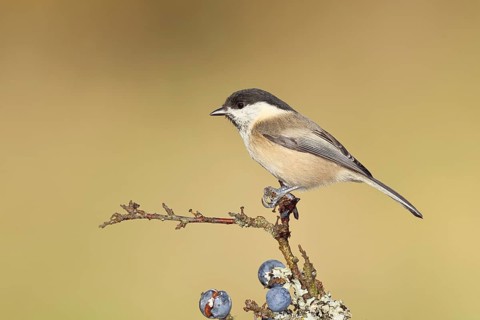 Swamp tit, (Parus palustris), sitting on a branch in a blackthorn bush, (Prunus spinosa), sloes,