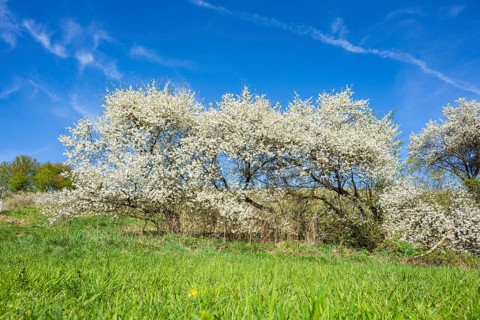 Blackthorn (Prunus spinosa) bushes flowering on a meadow in spring on a sunny day, Bavaria,