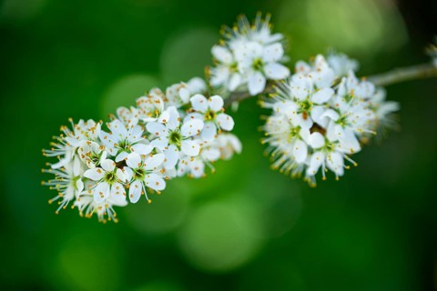 Blackthorn (Prunus spinosa) Blossoms flowering in spring, Bavaria, Germany, Europe, Helena,