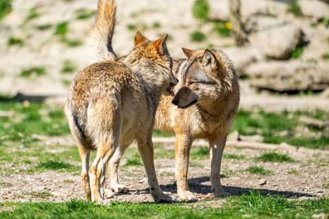 Eastern wolves (Canis lupus lycaon) arguing with each other, Bavaria, Germany
