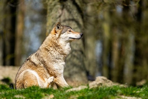 Eastern wolf (Canis lupus lycaon) sitting on a meadow, Bavaria, Germany
