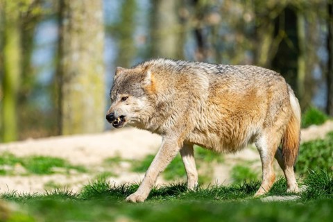 Eastern wolf (Canis lupus lycaon) walking on a meadow, Bavaria, Germany