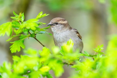 House sparrow (Passer domesticus) sitting on a little branch, Bavaria, Germany