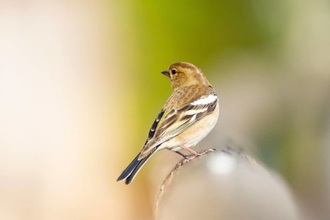 Eurasian chaffinch (Fringilla coelebs) sitting on a wood, Bavaria, Germany
