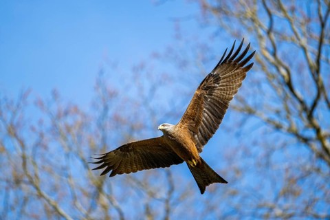 Red kite (Milvus milvus) flying in the sky, Bavaria, Germany
