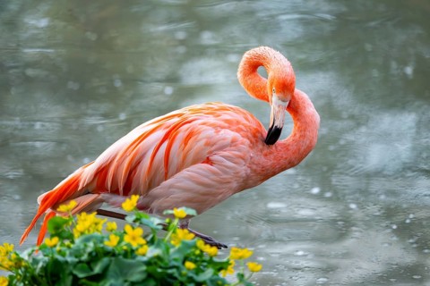 American flamingo (Phoenicopterus ruber) standing in the water, Germany