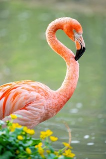 American flamingo (Phoenicopterus ruber), portrait in the water, Germany