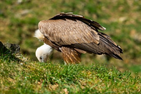 Eurasian griffon vulture (Gyps fulvus) standing on the ground, Bavaria, Germany