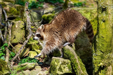 Common raccoon (Procyon lotor) walking on the ground, Bavaria, Germany