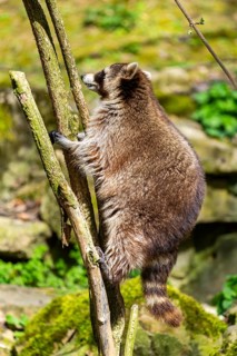 Common raccoon (Procyon lotor) climbing up a tree, Bavaria, Germany