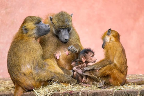 Guinea baboon (Papio papio) family with a new born youngster, captive, Bavaria, Germany