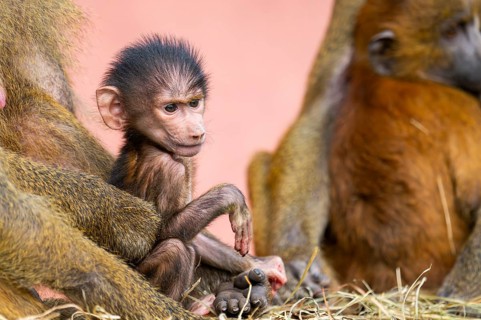 Guinea baboon (Papio papio) new born youngster at its mother, captive, Bavaria, Germany