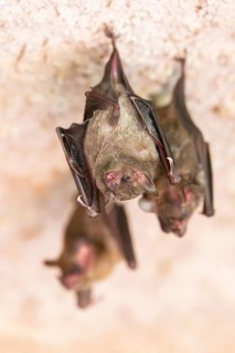 Lesser mouse-eared myotis (Myotis blythii) bats hanging on a wall, Bavaria, Germany