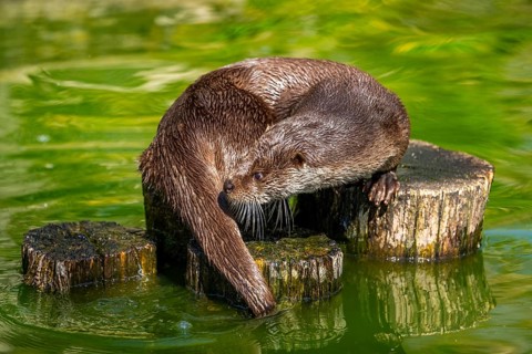 Eurasian otter (Lutra lutra) on a tree trunk in the water of a little lake, Bavaria, Germany