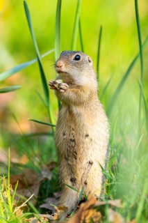 European ground squirrel (Spermophilus citellus) on a meadow, Bavaria, Germany