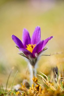 Pasque flower (Pulsatilla vulgaris), blooming, sunset, Bavaria, Germany