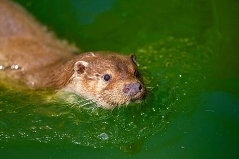 Eurasian otter (Lutra lutra) swimming in the water of a little lake, Bavaria, Germany