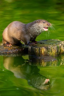 Eurasian otter (Lutra lutra) on a tree trunk in the water of a little lake, Bavaria, Germany