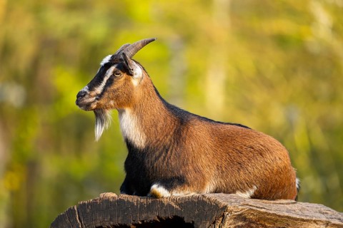 Domestic goat (Capra hircus) lying on a rock, Bavaria, Germany