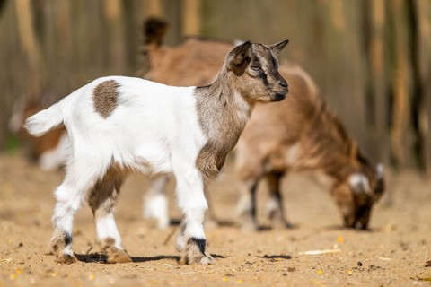 Domestic goat (Capra hircus) youngster standing on the ground, Bavaria, Germany