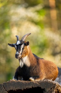 Domestic goat (Capra hircus) lying on a rock, Bavaria, Germany