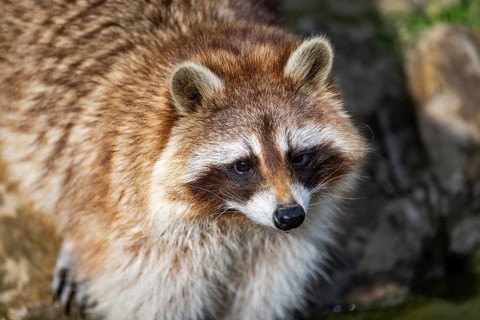 Common raccoon (Procyon lotor), portrait, Bavaria, Germany