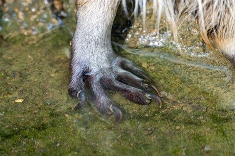 Common raccoon (Procyon lotor), foot, detail, Bavaria, Germany