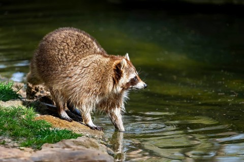 Common raccoon (Procyon lotor) on the watershore, Bavaria, Germany