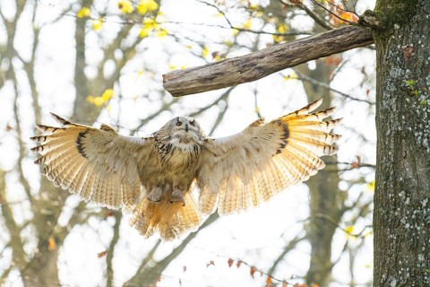 Eurasian eagle-owl (Bubo bubo) landing, captive, Bavaria, Germany