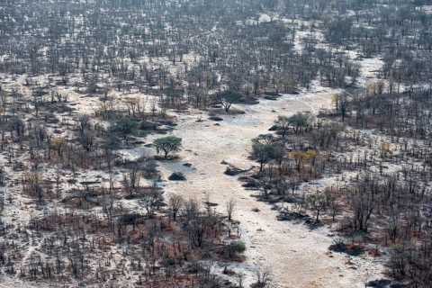Structure and pattern, trees in the dry season, arid landscape, aerial view of the Okavango Delta,