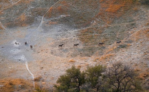 Steppe zebras (Equus quagga) rolling in dust, savanna landscape with yellow grass, aerial view,