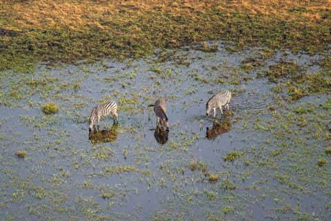 Steppe zebras (Equus quagga) drinking by the river, aerial view, Okavango Delta, Botswana