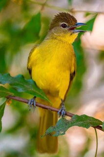Yellow-bellied Greenbul (Chlorocichla flaviventris), Yellow-bellied Greenbul, Zambezi Region,