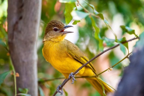 Yellow-bellied Greenbul (Chlorocichla flaviventris), Yellow-bellied Greenbul, Zambezi Region,