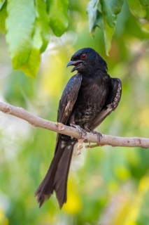 Fork-tailed drongo (Dicrurus adsimilis), Zambezi Region, Caprivi Strip, Namibia