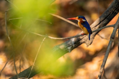 Malachite kingfisher (Corythornis cristatus) sitting on branch on the Okavango River, Caprivi