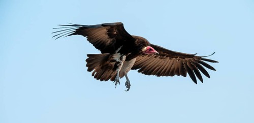 Hooded Vulture (Necrosyrtes monachus) in flight, Moremi Game Reserve, Botswana