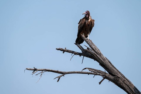 Hooded Vulture (Necrosyrtes monachus) sitting on a branch against a blue sky, Moremi Game Reserve,