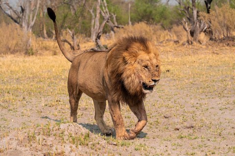 Maned lion, lion (Panthera Leo) runs to the side, savanna, Moremi Game Reserve, Botswana