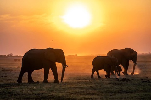 Herd, African Elephant (Loxodonta africana), Silhouette, Sunset, Ambient Light, Ihaha, Chobe