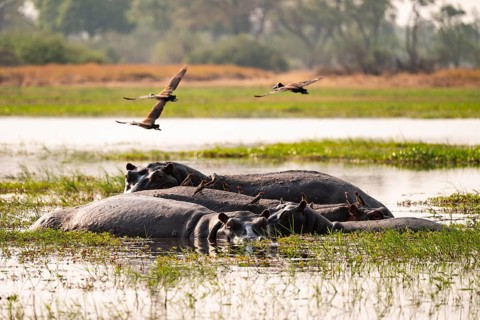 Hippopotamus (Hippopatamus amphibius), Okavango Delta, Moremi Game Reserve, Botswana