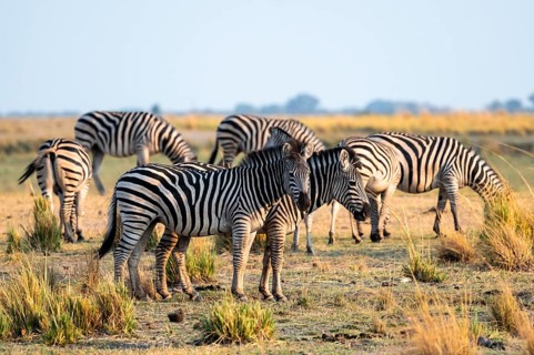 Herd of Steppe Zebras (Equus quagga), Ambient Light, Ihaha, Chobe National Park National Park,