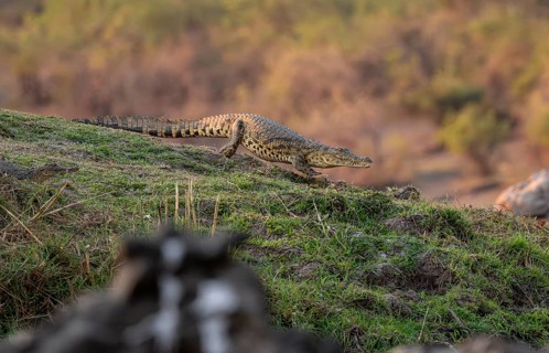 Nile crocodile (Crocodylus niloticus) runs on the Okavango River, Caprivi Strip, Namibia